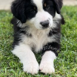 Australian Shepherd, Miniature Australian Shepherd, and Toy Australian Shepherd Puppies from JKKJ Farms