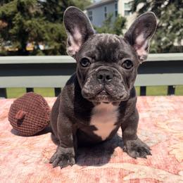 Stitch - Blue male French Bulldog puppy in Plano, Illinois from Velvet Fluffy Pups