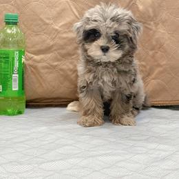 Bonnie Blue - Merle female Maltipoo puppy in Bowling Green, Kentucky from Denise Clark
