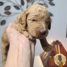 White collar - Apricot male Poodle puppy in Colorado Springs, Colorado from Silly's Standard Poodles