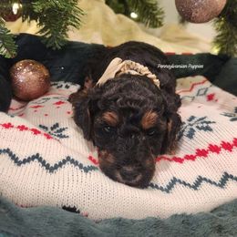 Gingerbread - Phantom female Goldendoodle puppy in Pennsylvania from Pennsylvanian Puppies