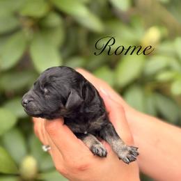 Rome - Phantom male Poodle puppy in Eugene, Oregon from Mount Zion Kennels
