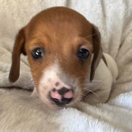 Boy 1 - Piebald male Dachshund puppy in Cherokee, Oklahoma from Special “K” Dachshunds