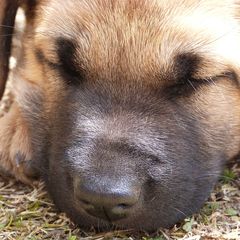 Chinook Puppies from Desert Sol Chinooks