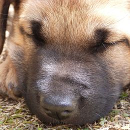 Chinook Puppies from Desert Sol Chinooks