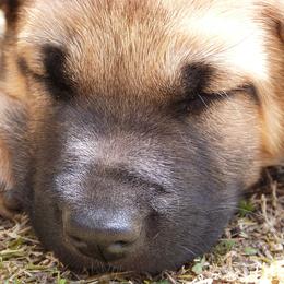 Chinook Puppies from Desert Sol Chinooks