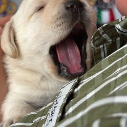 Labrador Retriever Puppies from Hillstone Labradors