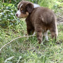 Australian Shepherd Puppies from Dream E River Ranch