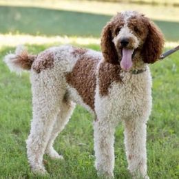 Poodles from Sweeter than Honey