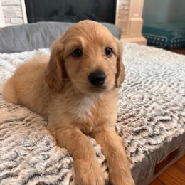 Grace - Cream female Goldendoodle puppy in Pensacola, Florida from Goldendoodles Love You in Pensacola Friend Edition