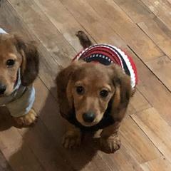 Dachshunds from Donna’s Darling Doxies