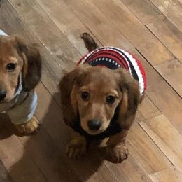 Dachshunds from Donna’s Darling Doxies