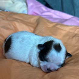 Emily - Shih Tzu