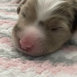 Australian Shepherd Puppies from Forgotten Coast Australian Shepherds