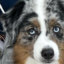 Lilly - Miniature American Shepherd