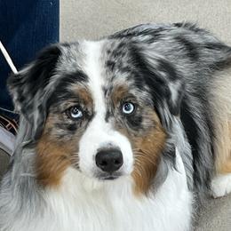 Lilly - Miniature American Shepherd