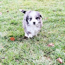 Macy - Blue merle female Aussiedoodle puppy in Fredonia, Pennsylvania from Drew’s Aussies & Doodles