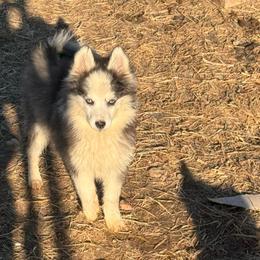 Sebastian - Black and white male Pomsky puppy in Bucyrus, Missouri from Hill Top Pomskies