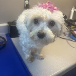 Isley - Maltese