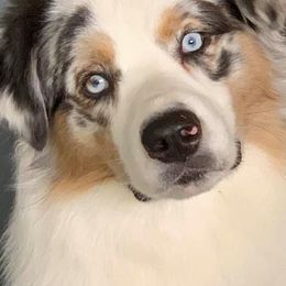 Australian Shepherds from Maine-my Aussies