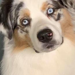 Australian Shepherds from Maine-my Aussies