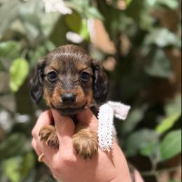 Girl - Cream female Dachshund puppy in Winter Haven, Florida from Davidson's Dachshunds