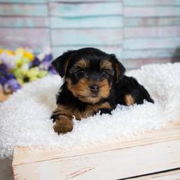 Yorkshire Terrier Puppies from Nicki's Yorkies