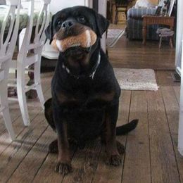 Rottweilers from Vom Wesburg Rottweilers