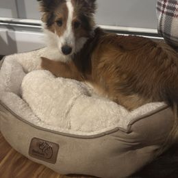 Knuckles - Sable and white male Shetland Sheepdog puppy in Mi   Clarkston, Michigan from Heslip Family Puppies