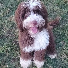 Jericho - Australian Labradoodle