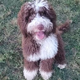 Jericho - Australian Labradoodle