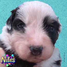 NILES - Blue Merle Male - Blue merle male Australian Shepherd puppy in Gainesville, Texas from Lady Luck Aussies