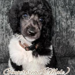 Gingerbread (Brown Collar) - Parti male Poodle puppy in League City, Texas from Chauffeured Poodles