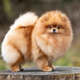 Ellie Bear - Pomeranian