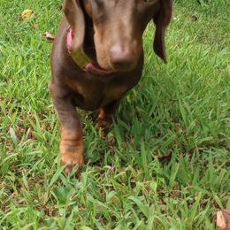 Snarky Doxie Dash - Dachshund