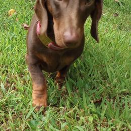 Snarky Doxie Dash - Dachshund
