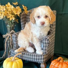 Pumpkin - white collar - Caramel female Australian Labradoodle puppy in Caldwell, Idaho from Leila Pearson