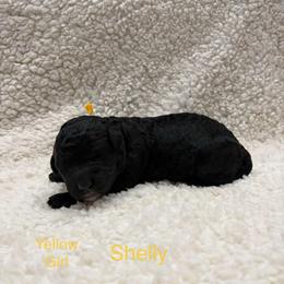 Shelly - Black and white female Sheepadoodle puppy in Bloomfield, New Jersey from C3 Sheepadoodles