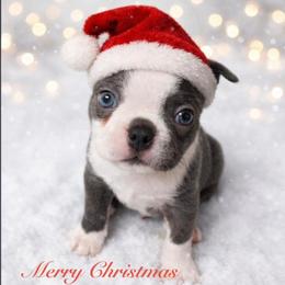 Boston Terrier Puppies from SB Bostons