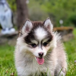 Jimmy - Male - Black, white,gray shading - Black and white male Pomsky puppy in Hurleyville, New York from My Crazy Pomskys