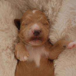 Ollie - Apricot male Goldendoodle puppy in San Tan Valley, Arizona from Golden Haven Puppies