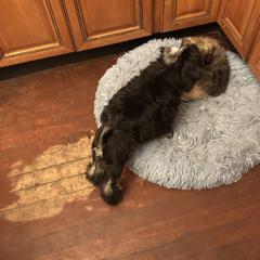 Lowchen Puppies from Ashford Kennel