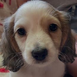 Puppy 1 Reduced - Cream female Dachshund puppy in Bullard, Texas from Mimidachs of Texas