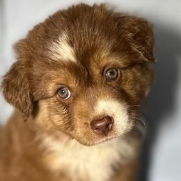 Carly - Red tri-color female Australian Shepherd puppy in New Boston, New Hampshire from Painted Pup Australian Shepherds