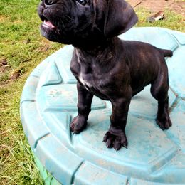 Cane Corso Puppies from King of Kings Cane Corso