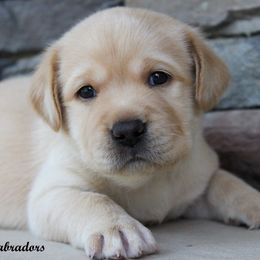 Boy 1 - Yellow male Labrador Retriever puppy in Utah County, Utah from Günther Labradors