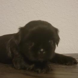 Shih Tzu Puppies from AKC Shih Tzu Champion Line Puppies