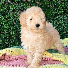 Mr Wheatly - Cream male Poodle puppy in Dolan Springs, Arizona from High Desert Companions