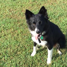Border Collie All Grown Up from GTR K9 Border Collies