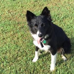 Border Collie All Grown Up from GTR K9 Border Collies